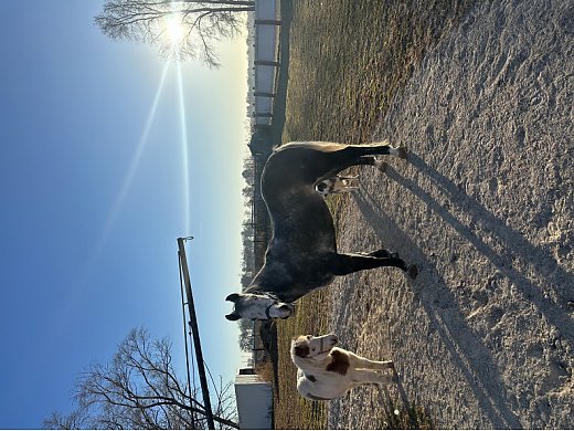 6 Year Old Grey Quarter Horse