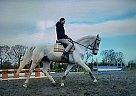 5YO Irish Sport Horse Mare Mare