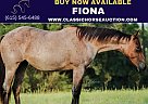 Quarter Horse - Horse for Sale in POPLARVILLE, TN 39470 Quarter Horse - Horse for Sale in POPLARVILLE, TN 39470