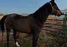 Arabian - Horse for Sale in Butte, MT 59759 Arabian - Horse for Sale in Butte, MT 59759