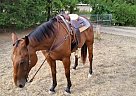 Bay Quarter Gelding Quarter Horse Gelding