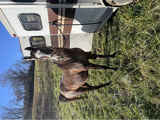 Beautiful Arab Mare