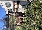 Arabian - Horse for Sale in Grafton, WV 26354 Arabian - Horse for Sale in Grafton, WV 26354