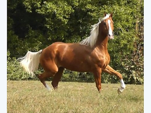 Beautiful Horse for Sale ! Palomino Horse for Sale in