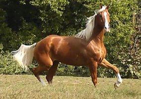 Palomino (Palomino, Mare) in Los-angeles, CA