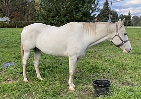 Tennessee Walking (Tennessee Walking, Mare) in North BranchColumbiaville, MI