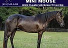 Paso Fino - Horse for Sale in Poplarville, Pearl river, TN 39470 Paso Fino - Horse for Sale in Poplarville, Pearl river, TN 39470