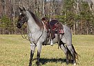 Tennessee Walking - Horse for Sale in Whitley City, KY 42653 Tennessee Walking - Horse for Sale in Whitley City, KY 42653