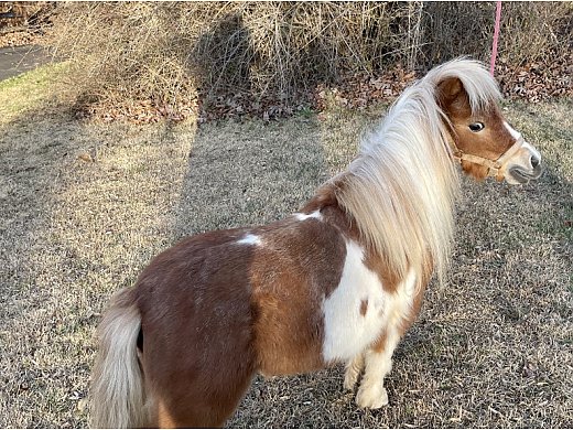 Bonded Pair Mini Ponies
