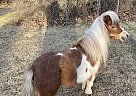 Miniature - Horse for Sale in Windsor mill, MD 21244