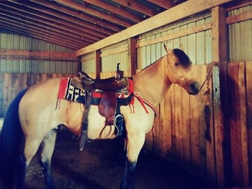 Buckskin Beauty