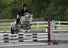 Other Mare for Sale in Perkiomenville, Pennsylvania Other Mare