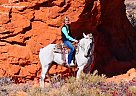 Draft - Horse for Sale in Carr, CO 80612 Draft - Horse for Sale in Carr, CO 80612