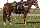 Draft - Horse for Sale in Charleston, IL 61920 Draft - Horse for Sale in Charleston, IL 61920