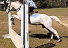 Welsh Pony - Horse for Sale in Ocala, FL 34482