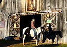 Missouri Fox Trotter - Horse for Sale in Athens, OH 45732 Missouri Fox Trotter - Horse for Sale in Athens, OH 45732