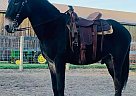 Mule - Horse for Sale in Lawrenceburg, KY 40342