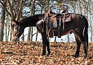 Mule - Horse for Sale in Tompkinsville, KY 42167 Mule - Horse for Sale in Tompkinsville, KY 42167