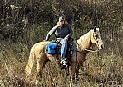 Kentucky Mountain - Horse for Sale in Mount Vernon, KY 40456 Kentucky Mountain - Horse for Sale in Mount Vernon, KY 40456