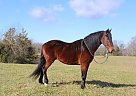 Kentucky Mountain - Horse for Sale in Strunk, KY 42649