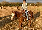 Doc A Boo - Gelding in Mead, OK Doc A Boo - Gelding in Mead, OK