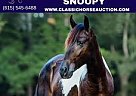 Paso Fino - Horse for Sale in Poplarville, TN 39470 Paso Fino - Horse for Sale in Poplarville, TN 39470