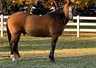 Joey - Gelding in Tiffin, OH Joey - Gelding in Tiffin, OH