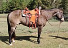Quarter Horse - Horse for Sale in Kentwood, LA 70444 Quarter Horse - Horse for Sale in Kentwood, LA 70444