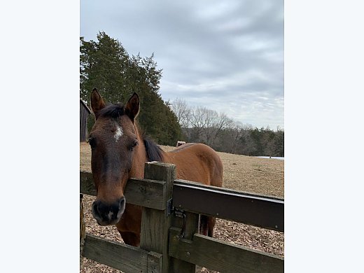 Quiet QH Gelding
