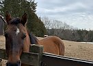 Quarter Horse - Horse for Sale in Burke, VA 23922