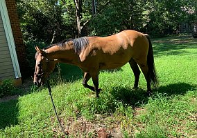 Quarter Horse (Quarter Horse, Gelding) in Burke, VA