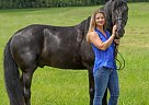 Rocky Mountain - Horse for Sale in Mt. Sterling, KY 40353 Rocky Mountain - Horse for Sale in Mt. Sterling, KY 40353