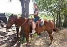 Sorrel Quarter Horse Quarter Horse Stallion