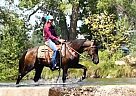 Tennessee Walking - Horse for Sale in Glouster, OH 45732 Tennessee Walking - Horse for Sale in Glouster, OH 45732