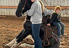 Tennessee Walking - Horse for Sale in Lancaster, KY 40444 Tennessee Walking - Horse for Sale in Lancaster, KY 40444