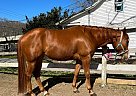 Quarter Horse - Horse for Sale in Maine, ME 03908-17