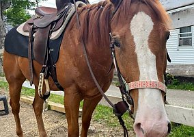 Quarter Horse (Quarter Horse, Mare) in Maine, ME