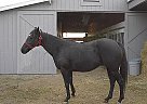 Exquisite Baby due Friesian Mare