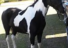 Flashy, Smooth Gaited Gelding Tennessee Walking Stallion