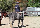 Cute, Friendly AQHA Mare Quarter Horse Mare