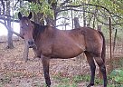 Super Quiet 12 yr Old Mare Thoroughbred Mare