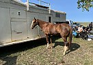 Akhal Teke - Horse for Sale in Glenvil, NE 68941