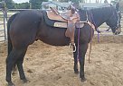 - Gelding in Ceres, CA - Gelding in Ceres, CA