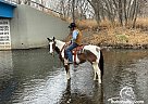 Phoebe - Mare in Fort Collins, CO Phoebe - Mare in Fort Collins, CO
