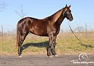 Aristocrat - Gelding in Paris, KY Aristocrat - Gelding in Paris, KY