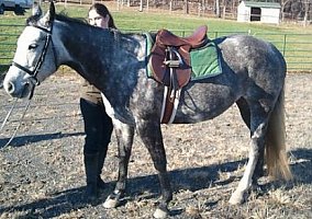 Cute (Quarter Horse, Mare) in Cream Ridge, NJ