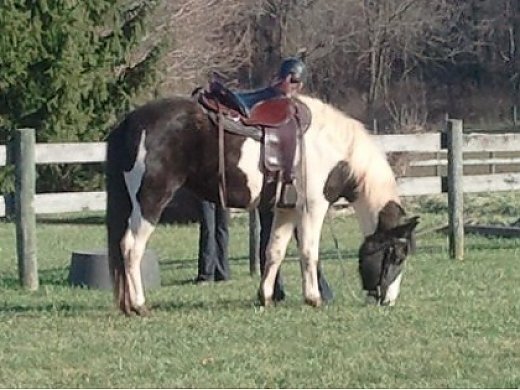 Cute, Friendly Gaited Mare
