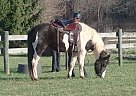 Missouri Fox Trotter - Horse for Sale in Cream Ridge, NJ 
