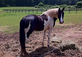 Cute (Missouri Fox Trotter, Mare) in Cream Ridge, NJ
