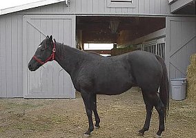 Friesian (Friesian, Mare) in Sacramento, CA